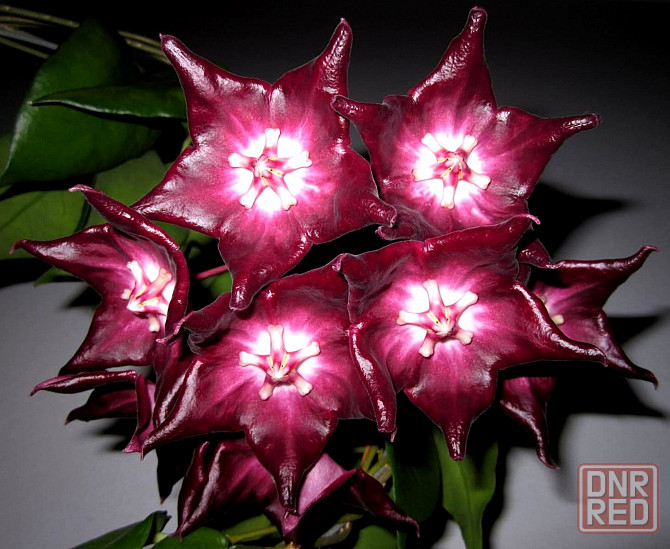 Хойя Hoya Macgillivrayi Макеевка - изображение 1