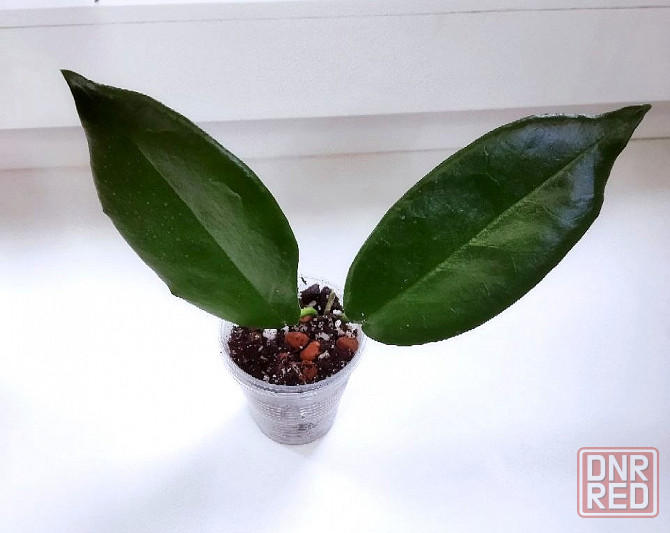 Хойя Hoya Macgillivrayi Макеевка - изображение 3