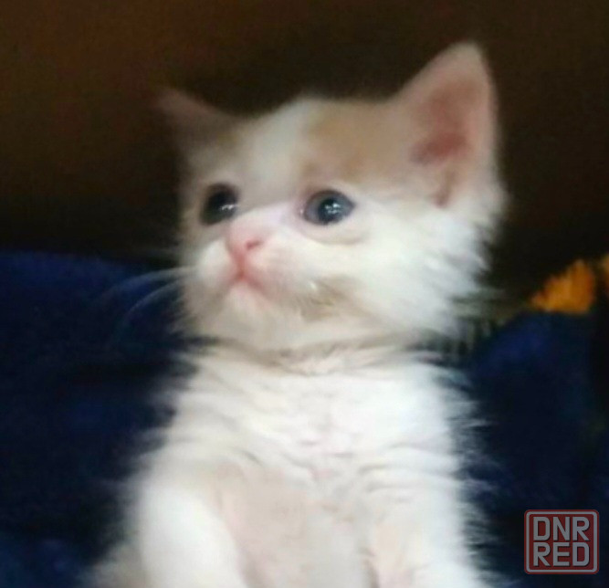 Котик бесплатно в добрые руки Макеевка - изображение 1
