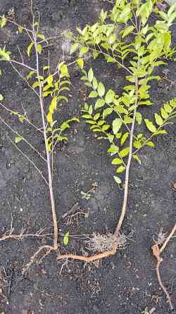 Саженцы зизифуса (унаби,китайский финик) Донецк