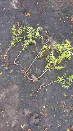 Саженцы зизифуса (унаби,китайский финик) Донецк