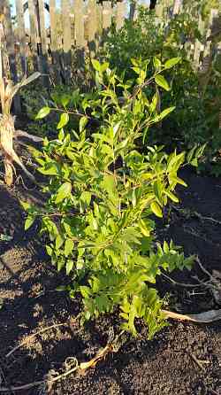 Саженцы зизифуса (унаби,китайский финик) Донецк