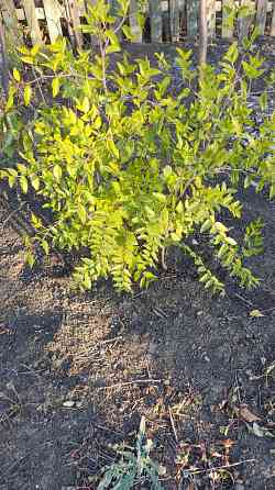 Саженцы зизифуса (унаби,китайский финик) Донецк