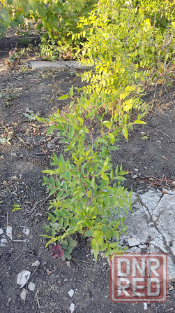 Саженцы зизифуса (унаби,китайский финик) Донецк - изображение 2