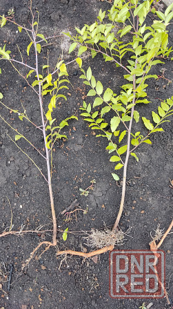 Саженцы зизифуса (унаби,китайский финик) Донецк - изображение 5