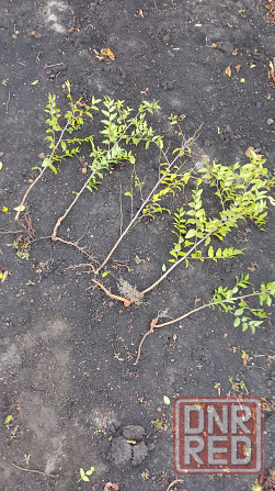 Саженцы зизифуса (унаби,китайский финик) Донецк - изображение 6