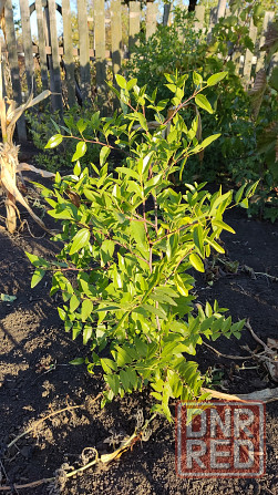 Саженцы зизифуса (унаби,китайский финик) Донецк - изображение 1