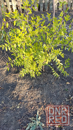 Саженцы зизифуса (унаби,китайский финик) Донецк - изображение 3