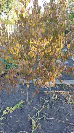 Саженцы кизила Донецк