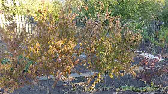 Саженцы кизила Донецк