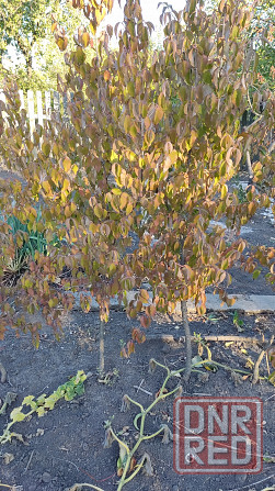 Саженцы кизила Донецк - изображение 1