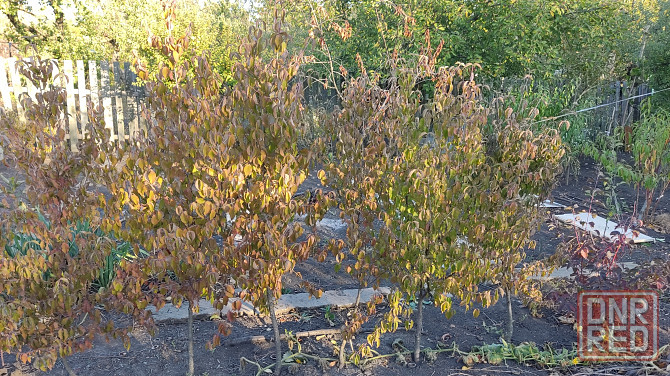 Саженцы кизила Донецк - изображение 2