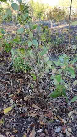 Саженцы жимолости декоративной ( несъедобной) Донецк