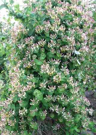 Саженцы жимолости декоративной ( несъедобной) Донецк