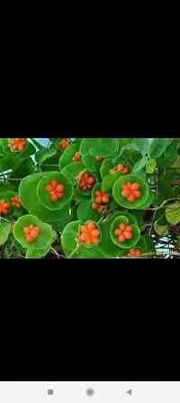 Саженцы жимолости декоративной ( несъедобной) Донецк