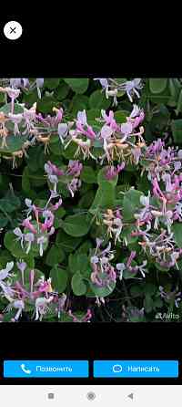 Саженцы жимолости декоративной ( несъедобной) Донецк