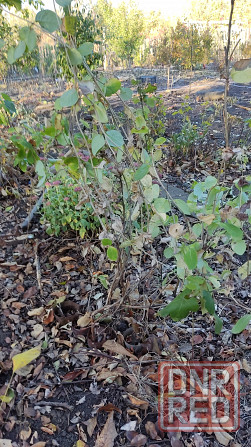 Саженцы жимолости декоративной ( несъедобной) Донецк - изображение 2