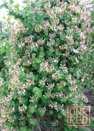 Саженцы жимолости декоративной ( несъедобной) Донецк - изображение 1