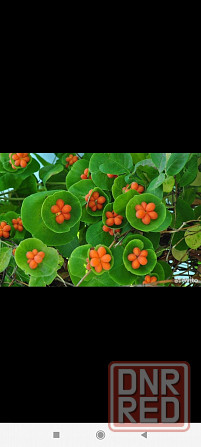 Саженцы жимолости декоративной ( несъедобной) Донецк - изображение 4