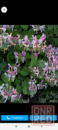 Саженцы жимолости декоративной ( несъедобной) Донецк - изображение 3