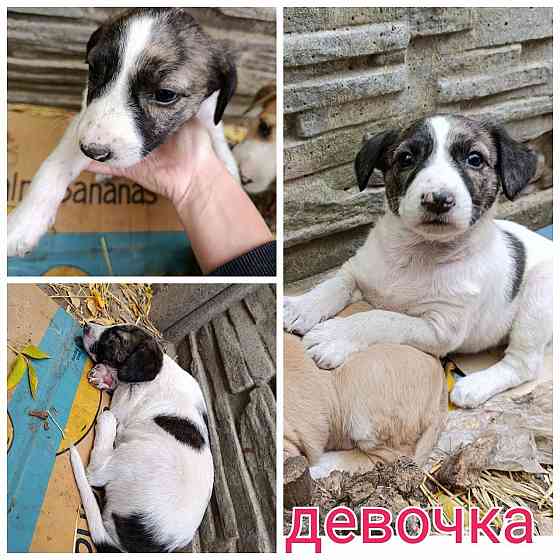 Очень нужен дом Донецк