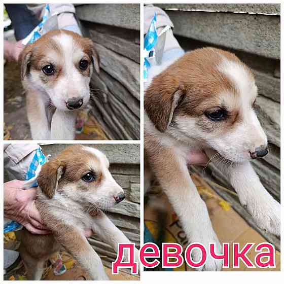 Очень нужен дом Донецк