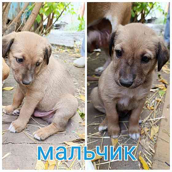 Очень нужен дом Донецк