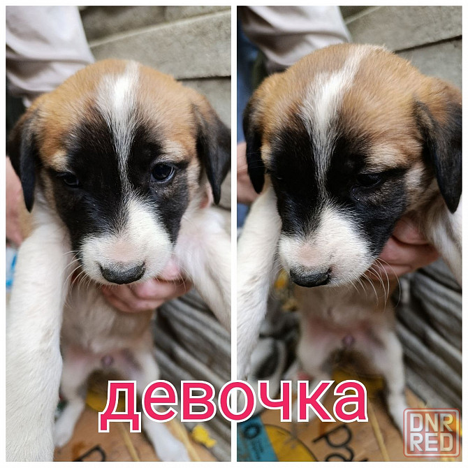Очень нужен дом Донецк - изображение 2