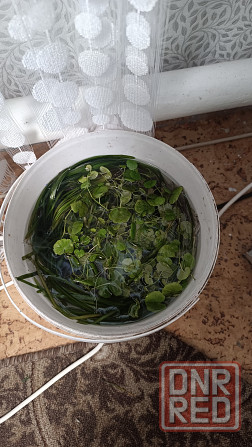 Водоросли для аквариумов Макеевка - изображение 1