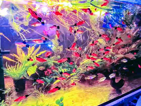 Меченосцы берлинские, многие флаговые Донецк