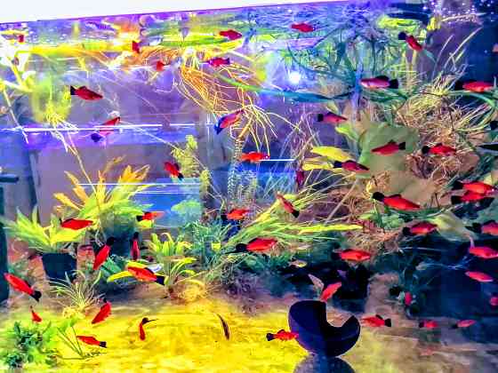 Меченосцы берлинские, многие флаговые Донецк