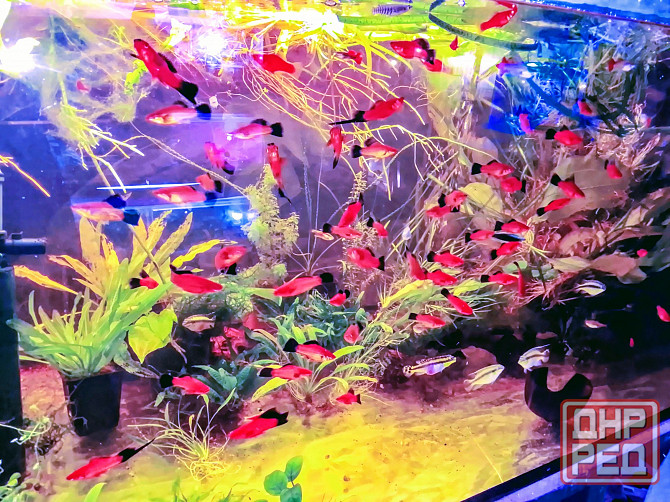 Меченосцы берлинские, многие флаговые Донецк - изображение 1