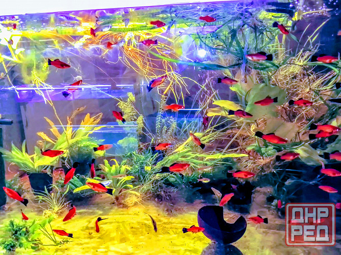 Меченосцы берлинские, многие флаговые Донецк - изображение 2