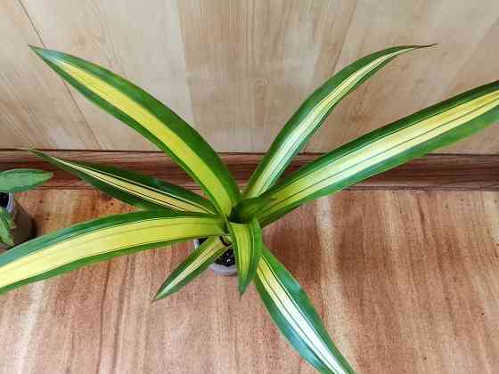 гузмания вар. и криптантусы Донецк