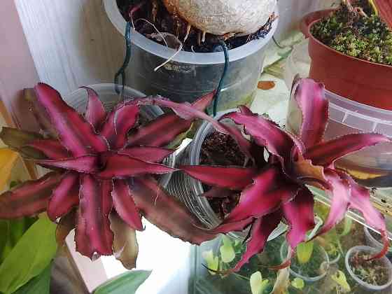 гузмания вар. и криптантусы Донецк