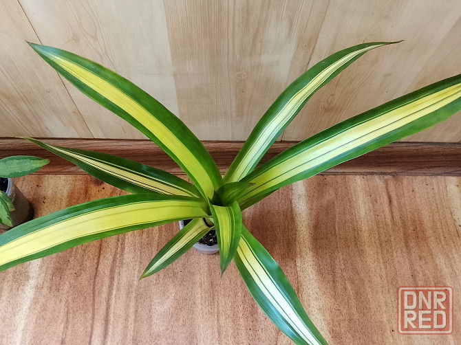 гузмания вар. и криптантусы Донецк - изображение 1