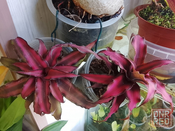 гузмания вар. и криптантусы Донецк - изображение 2