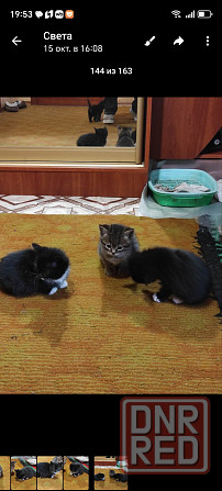 Подарю котят Макеевка - изображение 6