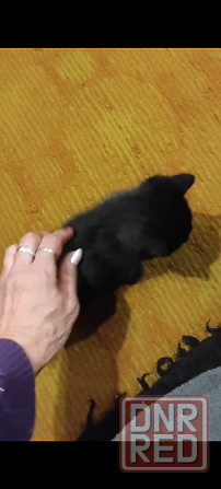 Подарю котят Макеевка - изображение 4