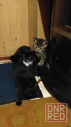 Подарю котят Макеевка - изображение 5