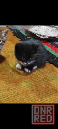 Подарю котят Макеевка - изображение 7