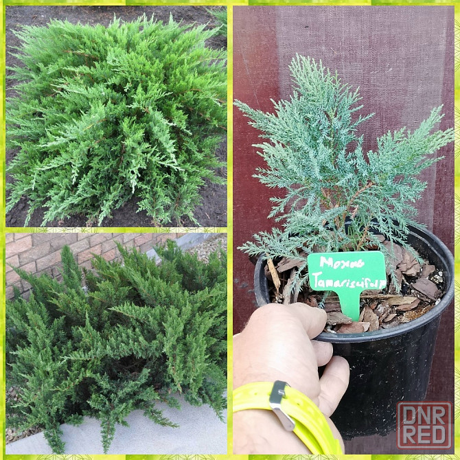 Можжевельник Тамарисцифолия Донецк - изображение 1