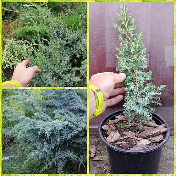 Можжевельник китайский Blue Alps Донецк