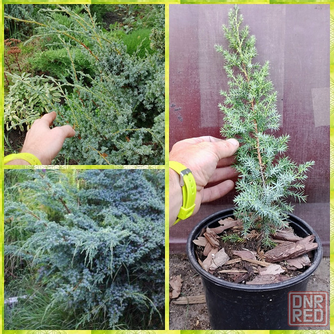 Можжевельник китайский Blue Alps Донецк - изображение 1
