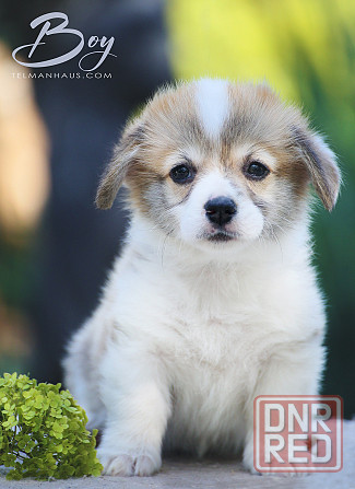 Продаются щенки вельш корги пемброк г.Донецк Донецк - изображение 1