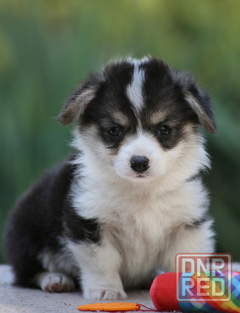 Продаются щенки вельш корги пемброк г.Донецк Донецк - изображение 3