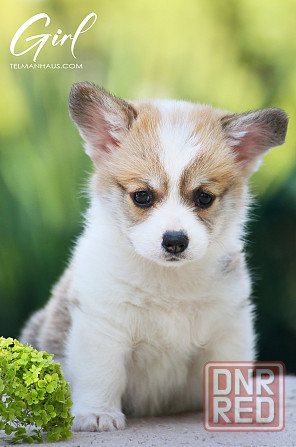 Продаются щенки вельш корги пемброк г.Донецк Донецк - изображение 2