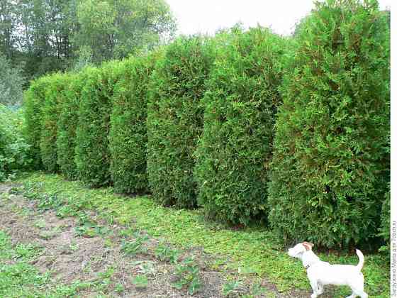 Туя западная BRABANT ( Брабант) Донецк