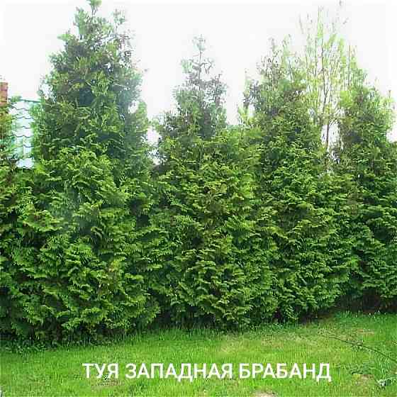 Туя западная BRABANT ( Брабант) Донецк