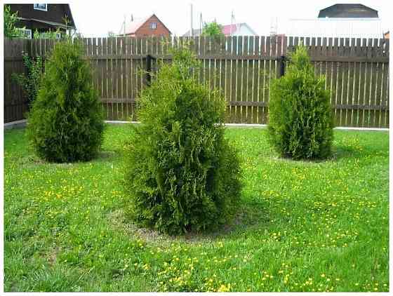 Туя западная BRABANT ( Брабант) Донецк